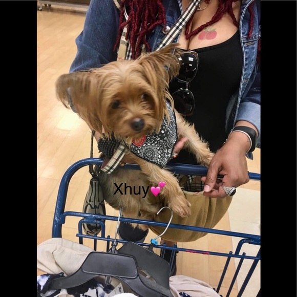 My Little  fur baby XHUY........ 🐾🐾❤️❤️🐾🐾🐾❤️ - Picture 9 of 16